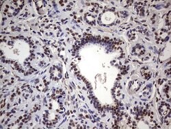 MYF5 Mouse anti-Human, Clone: OTI2G5, liquid, TrueMAB 100 &mu;L; Unconjugated:Antibodies,