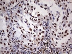 MYF5 Mouse anti-Human, Clone: OTI2G5, liquid, TrueMAB 100 &mu;L; Unconjugated:Antibodies,
