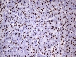 MYF5 Mouse anti-Human, Clone: OTI2G5, liquid, TrueMAB 100 &mu;L; Unconjugated:Antibodies,
