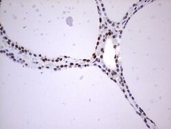 MYF5 Mouse anti-Human, Clone: OTI2G5, liquid, TrueMAB 100 &mu;L; Unconjugated:Antibodies,