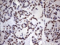 MYF5 Mouse anti-Human, Clone: OTI2G5, liquid, TrueMAB 100 &mu;L; Unconjugated:Antibodies,