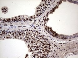 MYF5 Mouse anti-Human, Clone: OTI2G5, liquid, TrueMAB 100 &mu;L; Unconjugated:Antibodies,