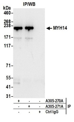 MYH14/Myosin-14 Rabbit anti-Human, Polyclonal, Bethyl Laboratories 100