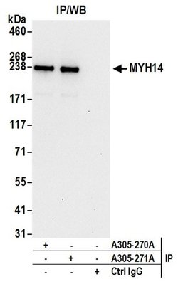 MYH14/Myosin-14 Rabbit anti-Human, Polyclonal, Bethyl Laboratories 100