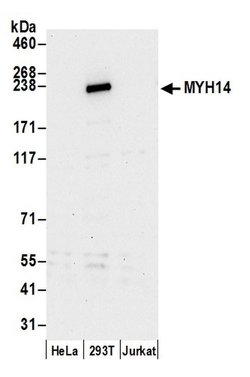 MYH14/Myosin-14 Rabbit anti-Human, Polyclonal, Bethyl Laboratories 100