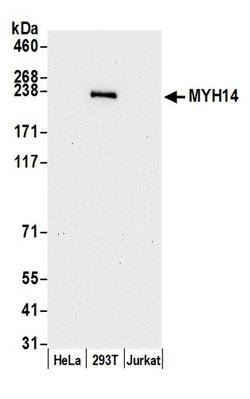 MYH14/Myosin-14 Rabbit anti-Human, Polyclonal, Bethyl Laboratories 100