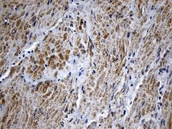 MYL1 Monoclonal Antibody (OTI2E11), TrueMAB , OriGene 100 &mu;L; Unconjugated:Antibodies,