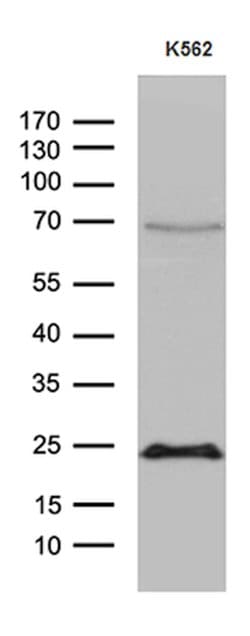 MYL1 Mouse anti-Human, Clone: OTI3G8, lyophilized, TrueMAB 100 &mu;g; Unconjugated:Antibodies,