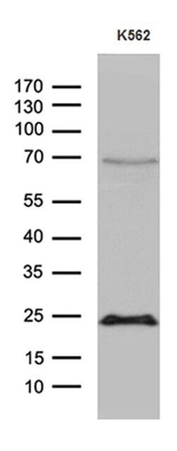 MYL1 Monoclonal Antibody (OTI3G8), TrueMAB , OriGene 100 &mu;L; Unconjugated:Antibodies,