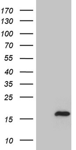 MYL1 Monoclonal Antibody (OTI2E11), TrueMAB , OriGene:Antibodies:Primary
