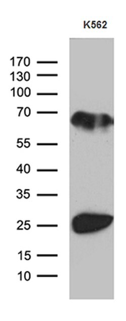 MYL1 Mouse anti-Human, Clone: OTI2E11, lyophilized, TrueMAB 100 &mu;g | Buy Online | Origene Technologies | Fisher Scientific