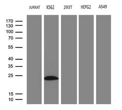 MYL1 Mouse anti-Human, Clone: OTI1H3, lyophilized, TrueMAB 100 &mu;g; Unconjugated:Antibodies,