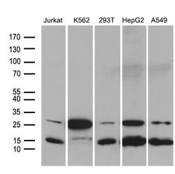 MYL1 Monoclonal Antibody (OTI1D9), TrueMAB , OriGene 100 &mu;L | Buy Online | Origene Technologies | Fisher Scientific