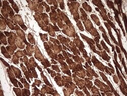 MYL4 Mouse anti-Human, Clone: OTI5A2, lyophilized, TrueMAB 100 &mu;g; Unconjugated:Antibodies,