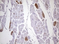 MYL4 Monoclonal Antibody (OTI2F6), TrueMAB , OriGene 100 &mu;L; Unconjugated:Antibodies,