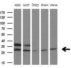 MYL4 Mouse anti-Human, Clone: OTI1H6, TrueMAB , Origene 30 &mu;L; Unconjugated:Antibodies,