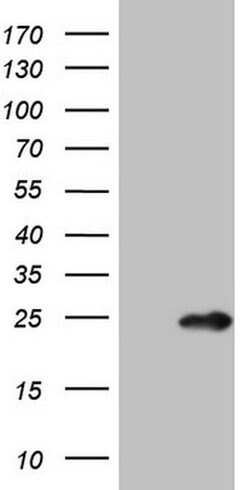 MYL4 Monoclonal Antibody (OTI3H6), TrueMAB , OriGene 100 &mu;L; Unconjugated:Antibodies,