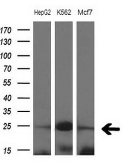 MYL4 Monoclonal Antibody (OTI3H6), TrueMAB , OriGene 100 &mu;L; Unconjugated:Antibodies,