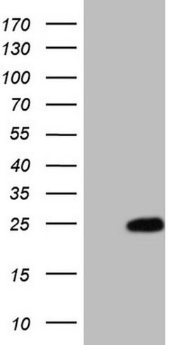 MYL4 Monoclonal Antibody (OTI2F6), TrueMAB , OriGene 100 &mu;L; Unconjugated:Antibodies,