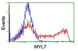 MYL7 Monoclonal Antibody (OTI5D2), TrueMAB , OriGene 30 &mu;L | Buy Online | Origene Technologies | Fisher Scientific