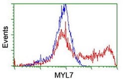 MYL7 Monoclonal Antibody (OTI7F2), TrueMAB , OriGene 100 &mu;L; Unconjugated:Antibodies,