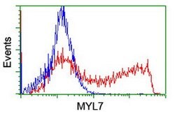 MYL7 Mouse anti-Human, Clone: OTI4C4, lyophilized, TrueMAB 100 &mu;g; Unconjugated:Antibodies,
