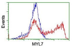 MYL7 Monoclonal Antibody (OTI3A8), TrueMAB , OriGene 100 &mu;L; Unconjugated:Antibodies,