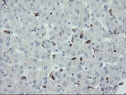 MYL7 Mouse anti-Human, Clone: OTI3A8, lyophilized, TrueMAB 100 &mu;g; Unconjugated:Antibodies,