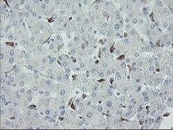 MYL7 Monoclonal Antibody (OTI3A8), TrueMAB , OriGene 100 &mu;L; Unconjugated:Antibodies,