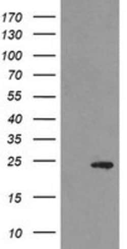 MYL7 Mouse anti-Human, Clone: OTI4C4, lyophilized, TrueMAB 100 &mu;g; Unconjugated:Antibodies,