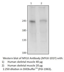 MYLK Chicken anti-Human, Mouse, Rat, Polyclonal, FabGennix 200 &mu;L; Unconjugated:Antibodies,