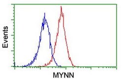 MYNN Monoclonal Antibody (OTI1F10), TrueMAB , OriGene 100 &mu;L; Unconjugated:Antibodies,