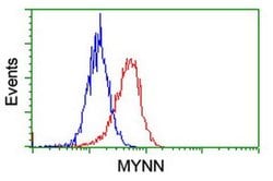MYNN Monoclonal Antibody (OTI3B9), TrueMAB , OriGene:Antibodies:Primary