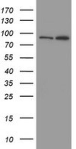 MYNN Mouse anti-Human, Clone: OTI3B9, lyophilized, TrueMAB 100 &mu;g; Unconjugated:Antibodies,