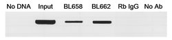 MafA Rabbit anti-Mouse, Polyclonal, Bethyl Laboratories 100 &mu;L; Unconjugated:Antibodies,