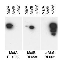 MafA Rabbit anti-Mouse, Polyclonal, Bethyl Laboratories 100 &mu;L; Unconjugated:Antibodies,