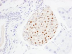 MafA Polyclonal Antibody, Bethyl Laboratories 100 &mu;L; Unconjugated:Antibodies,