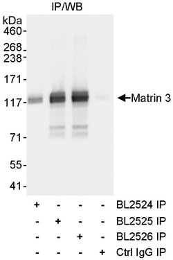 Matrin 3 Rabbit anti-Human, Mouse, Polyclonal, Bethyl Laboratories 10 &mu;L;