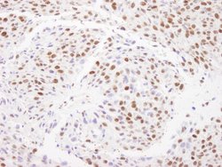 Matrin 3 Polyclonal Antibody, Bethyl Laboratories 10 &mu;l; Unlabeled:Antibodies,