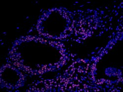Matrin 3 Polyclonal Antibody, Bethyl Laboratories 10 &mu;l; Unlabeled:Antibodies,