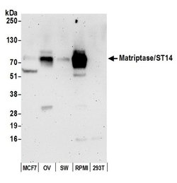 Matriptase/ST14 Rabbit anti-Human, Polyclonal, Bethyl Laboratories 100