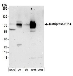 Matriptase/ST14 Polyclonal Antibody, Bethyl Laboratories:Antibodies:Primary