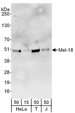 Mel-18 Rabbit anti-Human, Polyclonal, Bethyl Laboratories 100 &mu;L; Unconjugated:Antibodies,