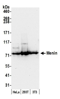 Menin Rabbit anti-Human, Mouse, Polyclonal, Bethyl Laboratories 100 &mu;L;
