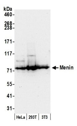 Menin Polyclonal Antibody, Bethyl Laboratories 20 &mu;l; Unlabeled:Antibodies,