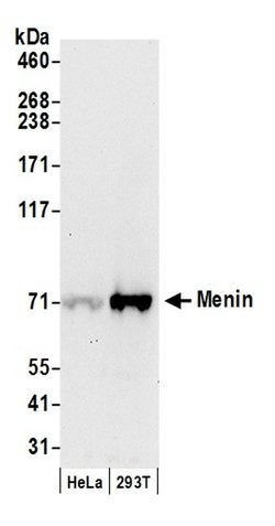 Menin Goat anti-Human, Polyclonal, Bethyl Laboratories 100 &mu;L; Unconjugated:Antibodies,