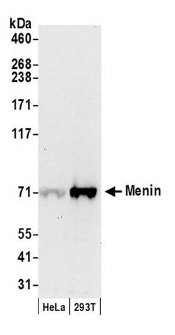 Menin Polyclonal Antibody, Bethyl Laboratories:Antibodies:Primary Antibodies