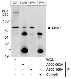 Menin Mouse anti-Human, Clone: 2G3G8, Bethyl Laboratories 20 &mu;L | Buy Online | Bethyl Laboratories, Inc | Fisher Scientific