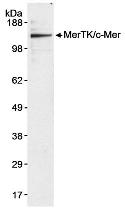 MerTK/c-mer Polyclonal Antibody, Bethyl Laboratories 20 &mu;l; Unlabeled:Antibodies,