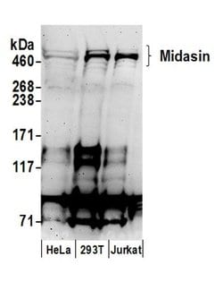 Midasin Polyclonal Antibody, Bethyl Laboratories 20 &mu;L; Unconjugated:Antibodies,
